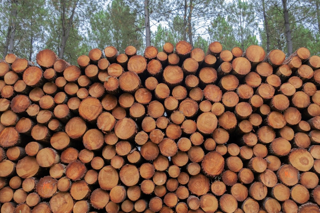 Piled timber logs in front of a pine forest.